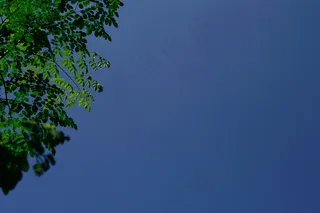 辣木树叶和蓝色的狡猾