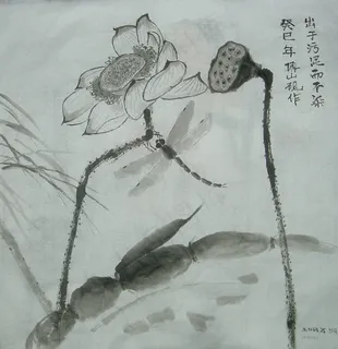 莲藕 荷花 蜻蜓图片