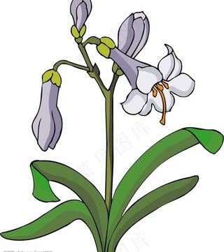 传统花卉51图片