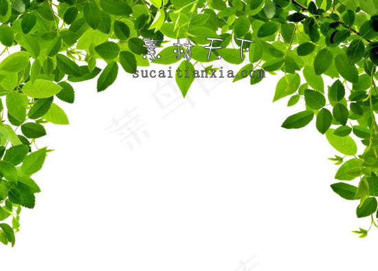 树叶psd素材