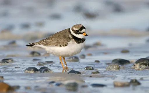 海滩鸟雀图片 海滩鸟雀图片