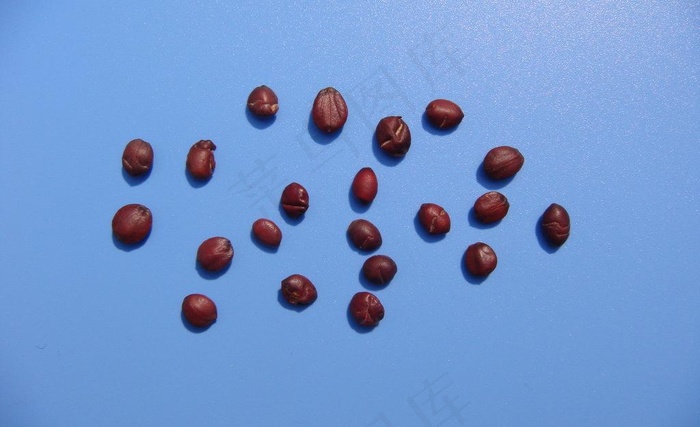 酸枣仁素材下载图片