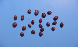 酸枣仁素材下载图片