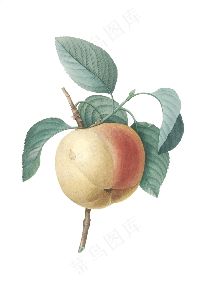 免扣花