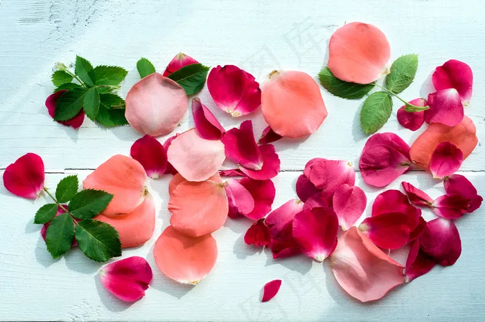 玫瑰花瓣与绿叶图片