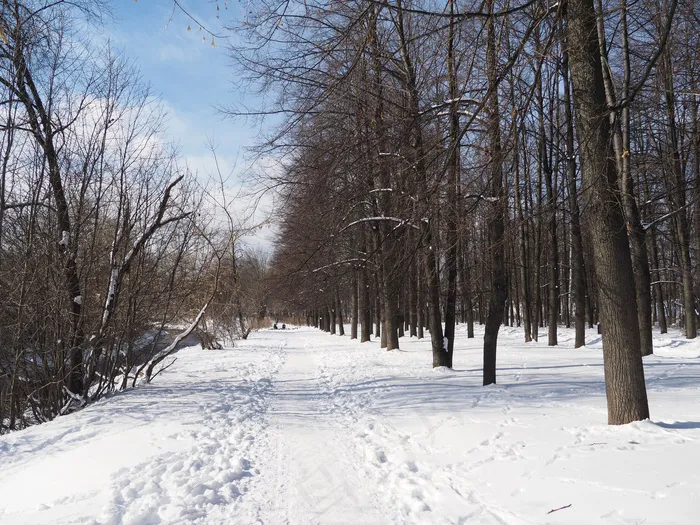 冬季树林雪景