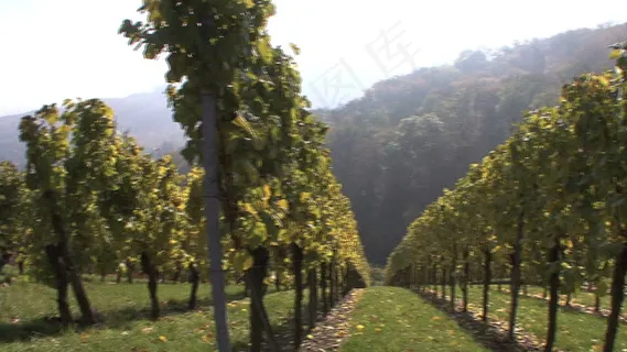 筛选股票视频查看葡萄园