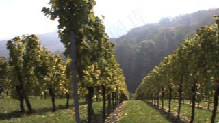 筛选股票视频查看葡萄园