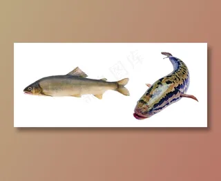 鱼 免抠素材PSD分层