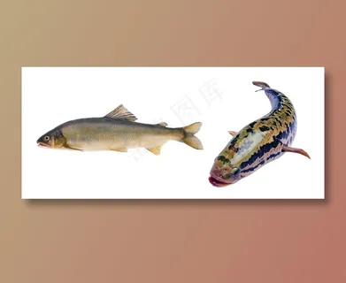 鱼 免抠素材PSD分层 鱼 免抠素材PSD分层