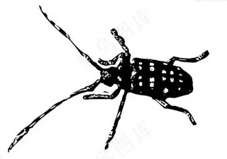 天牛黑白矢量图片