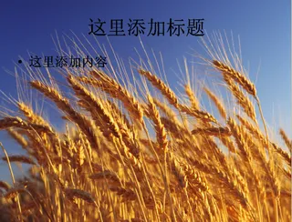 唯美风情秋天PPT(4)