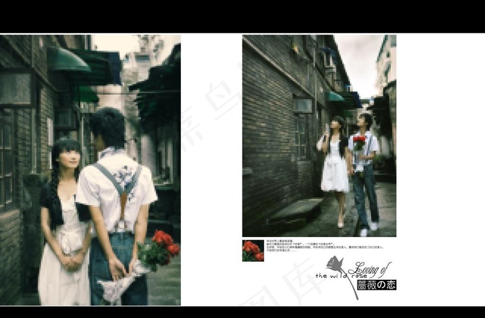 蔷薇の恋图片