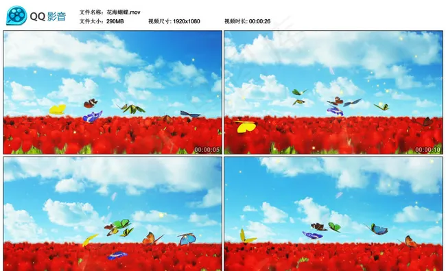 花海蝴蝶