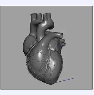 心脏模型带动画