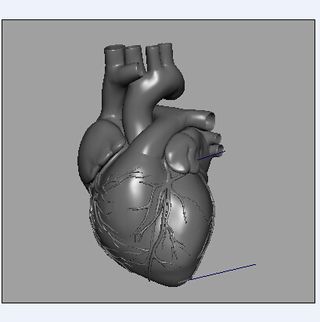 心脏模型带动画