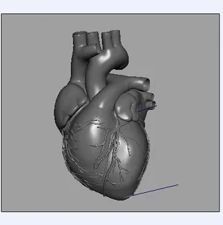 心脏模型带动画