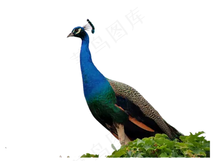 高清唯美孔雀PNG透明背景免扣素材