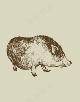 手绘猪动物插画