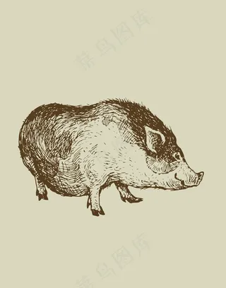 手绘猪动物插画