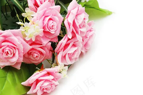 粉色玫瑰花静物设计素材