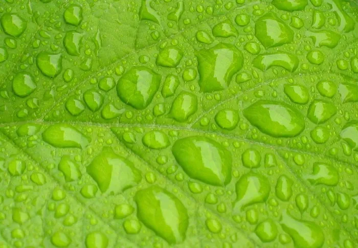 绿色树叶纹理水滴图片