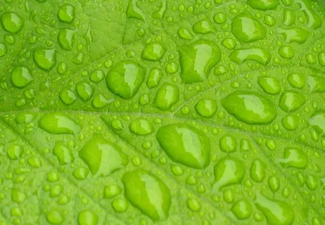绿色树叶纹理水滴图片