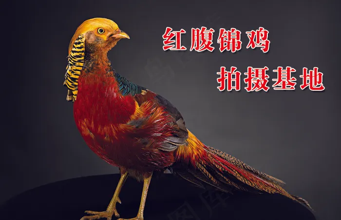 红腹锦鸡psd模版下载