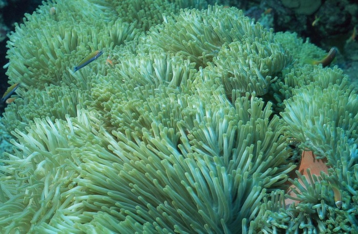 海洋植物图片