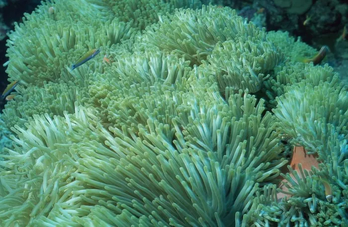海洋植物图片