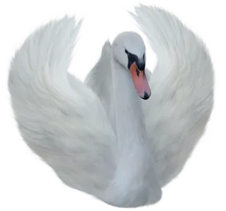 免抠png图片ps素材天鹅