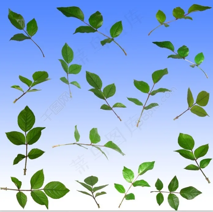 真实的树叶 PSD文件psd模版下载