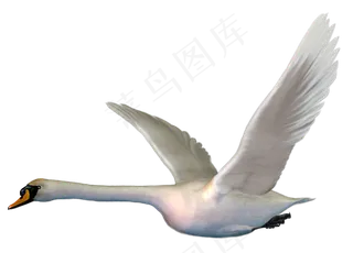 免抠png图片ps素材天鹅