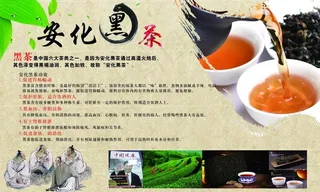 安化黑茶展板