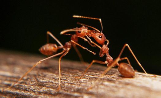 蚂蚁图片