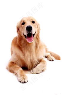 宠物金毛狗免抠素材