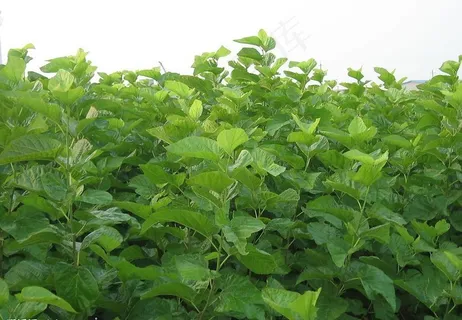 桑田图片 桑田图片