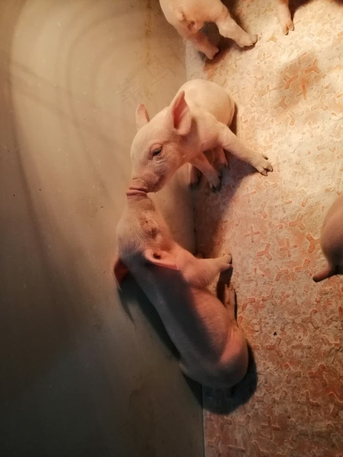 可爱+亲亲+小猪