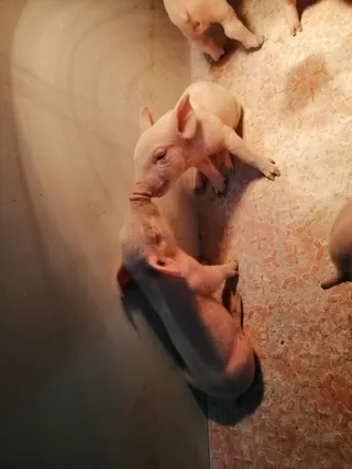 可爱+亲亲+小猪