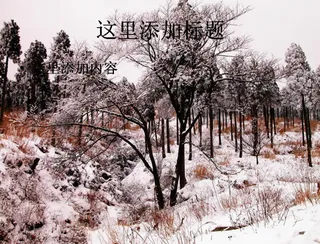 雪中树木
