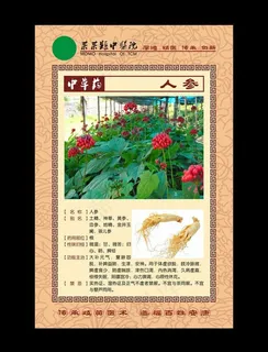 中草药 人参图片