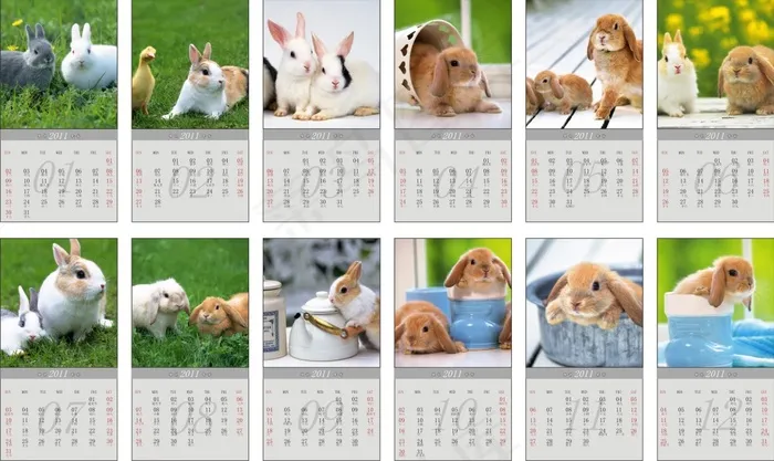2011兔年高清写实兔子挂历矢量cdr矢量模版下载