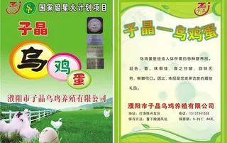 子晶乌鸡蛋彩页