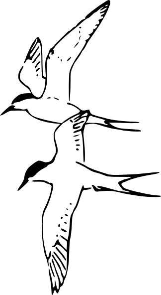 北极燕鸥的剪辑艺术