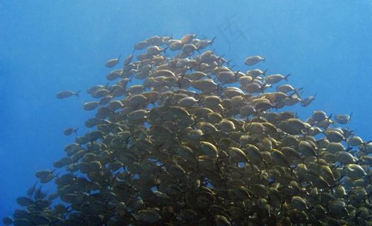 鱼群图片