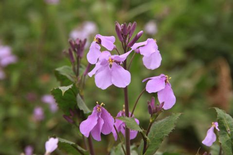 诸葛菜花  别名二月兰