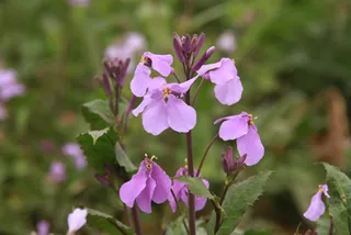 诸葛菜花  别名二月兰