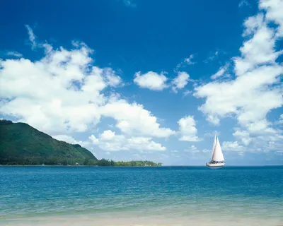 夏日海滩风景椰树图片
