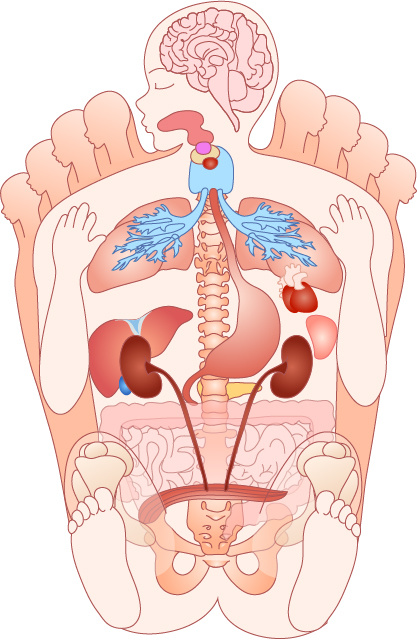 人体结构脚底反射区示意图