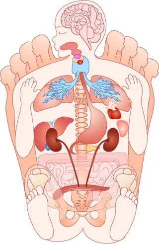 人体结构脚底反射区示意图